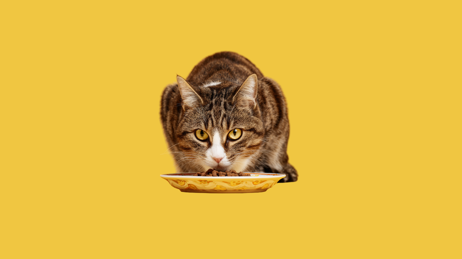 Alimentos para Gatos